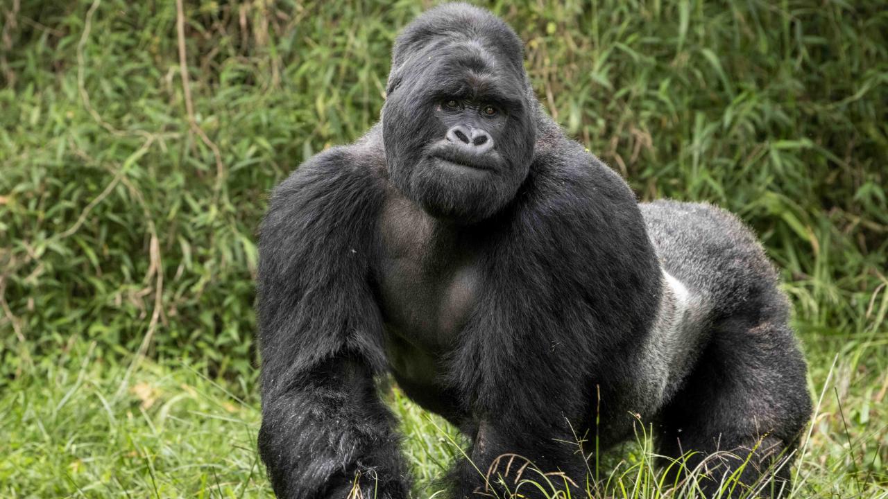 Silverback mountain gorilla