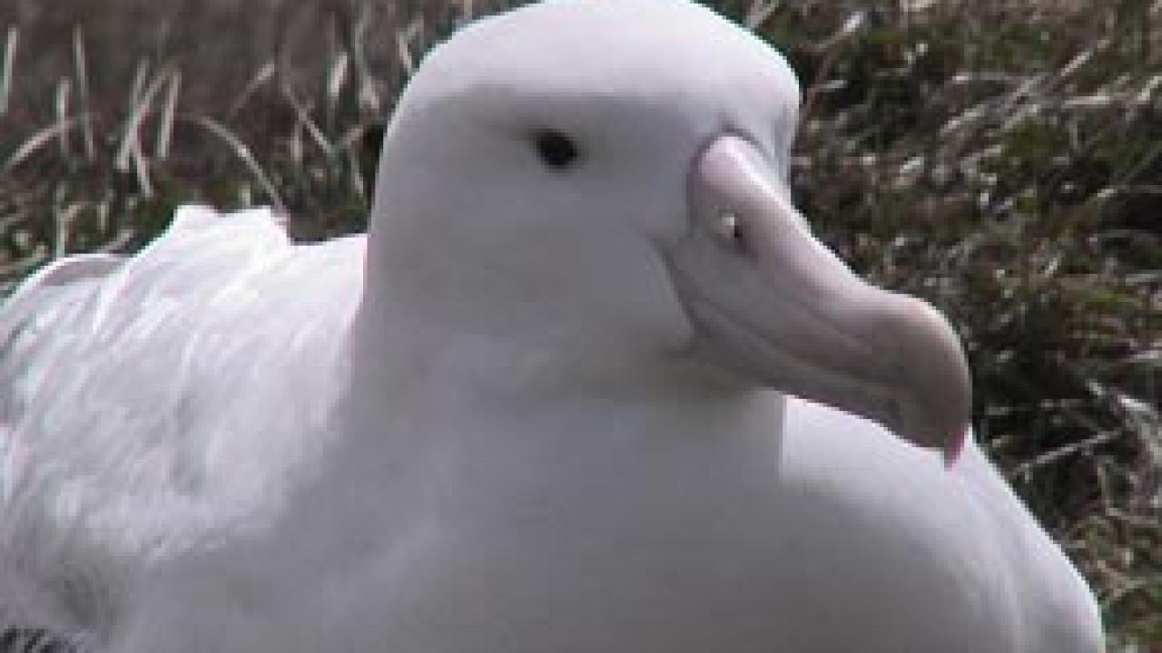 Wandering albatross.