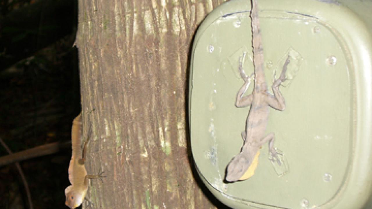 A real yellow-chinned anole and an anole robot that is attached to a box with motors and batteries inside. 
