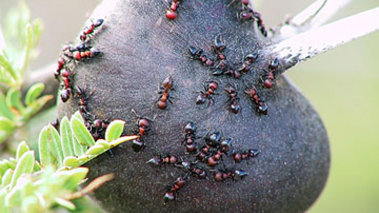 Photo: many ants on swollen thorn