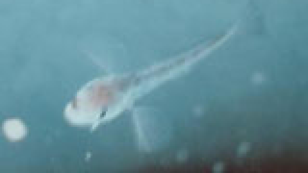 Photo of fish swimming in water..