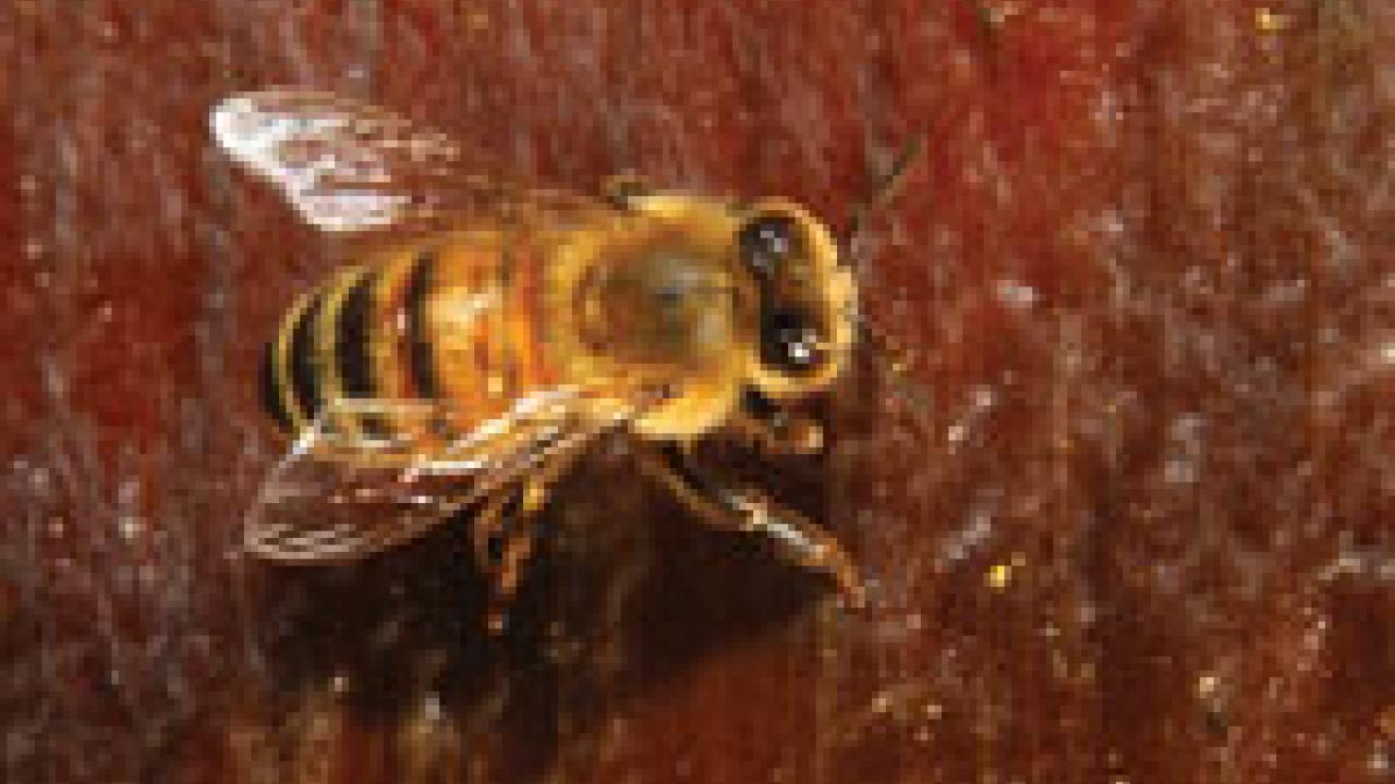 A honeybee takes a drink of water at UC Davis&rsquo; Harry Laidlaw Jr. Bee Biology Facility.