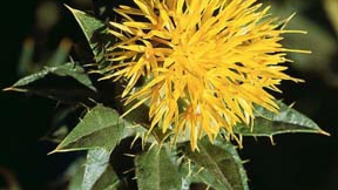 Safflower