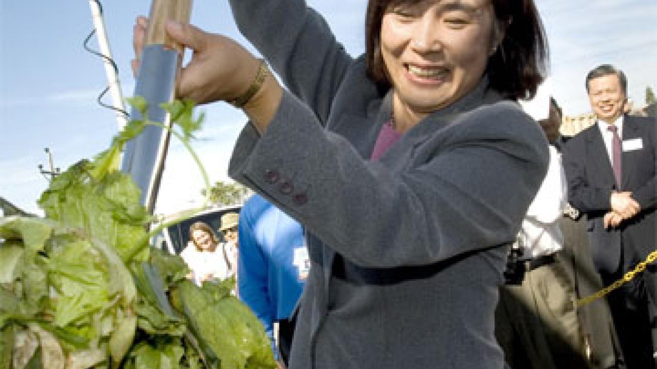 Woman shoveling lettuce leaves