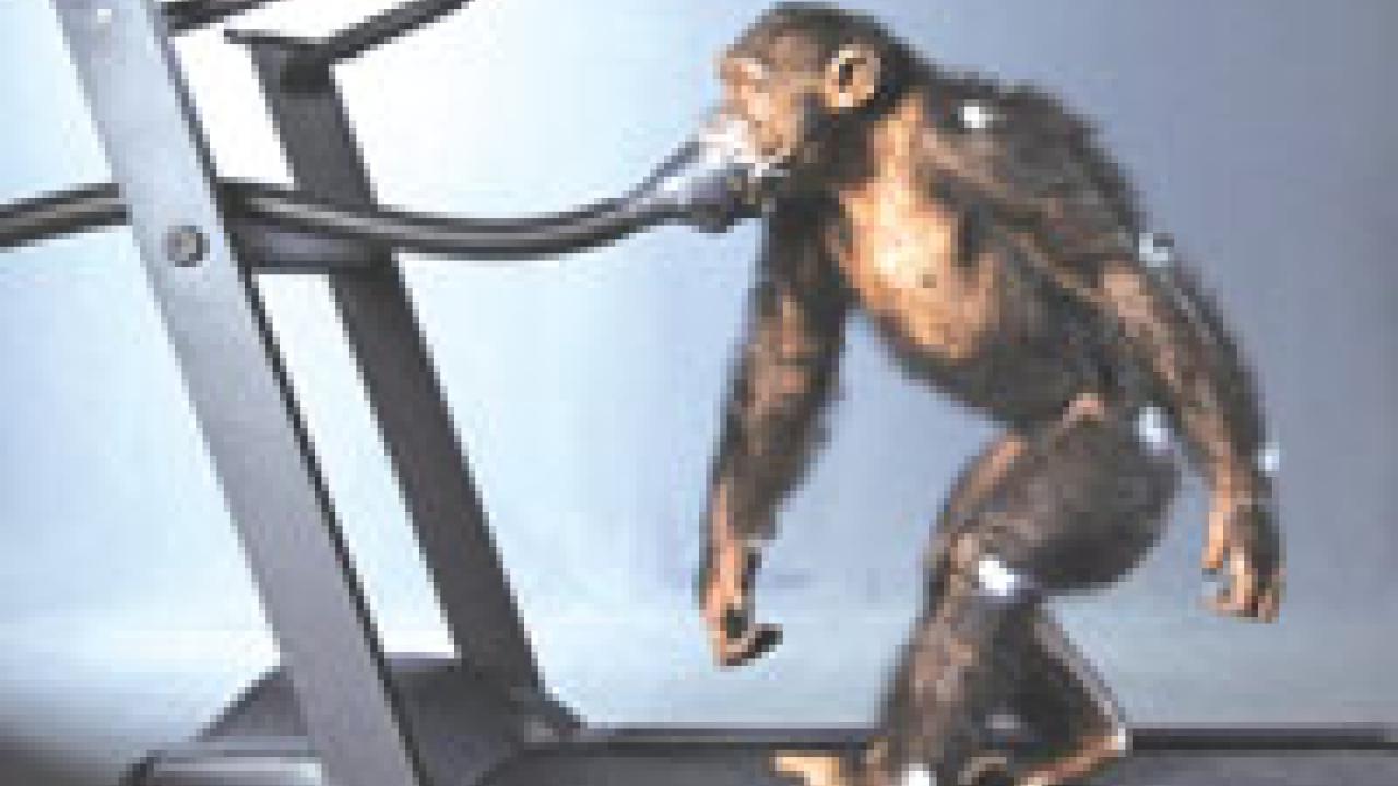 Chimpanzees hit the treadmill for bipedal walking (pictured), after being coaxed to walk on two legs; and
&lsquo;knucklewalking,&rsquo; on all fours. Researchers applied white paint to certain joints on the chimps, and used high-speed cameras to record