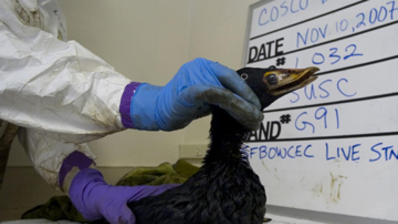 Whiteboard holds rescue data for a photographic record of one of the birds caught in the Cosco Busan spill one year ago. 