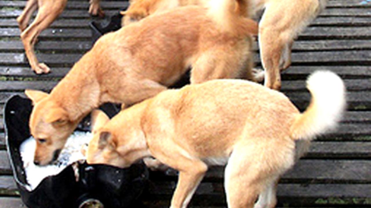 Dingoes like these pictured on Borneo were included in an extensive dog genetics study led by UC Davis researchers. 