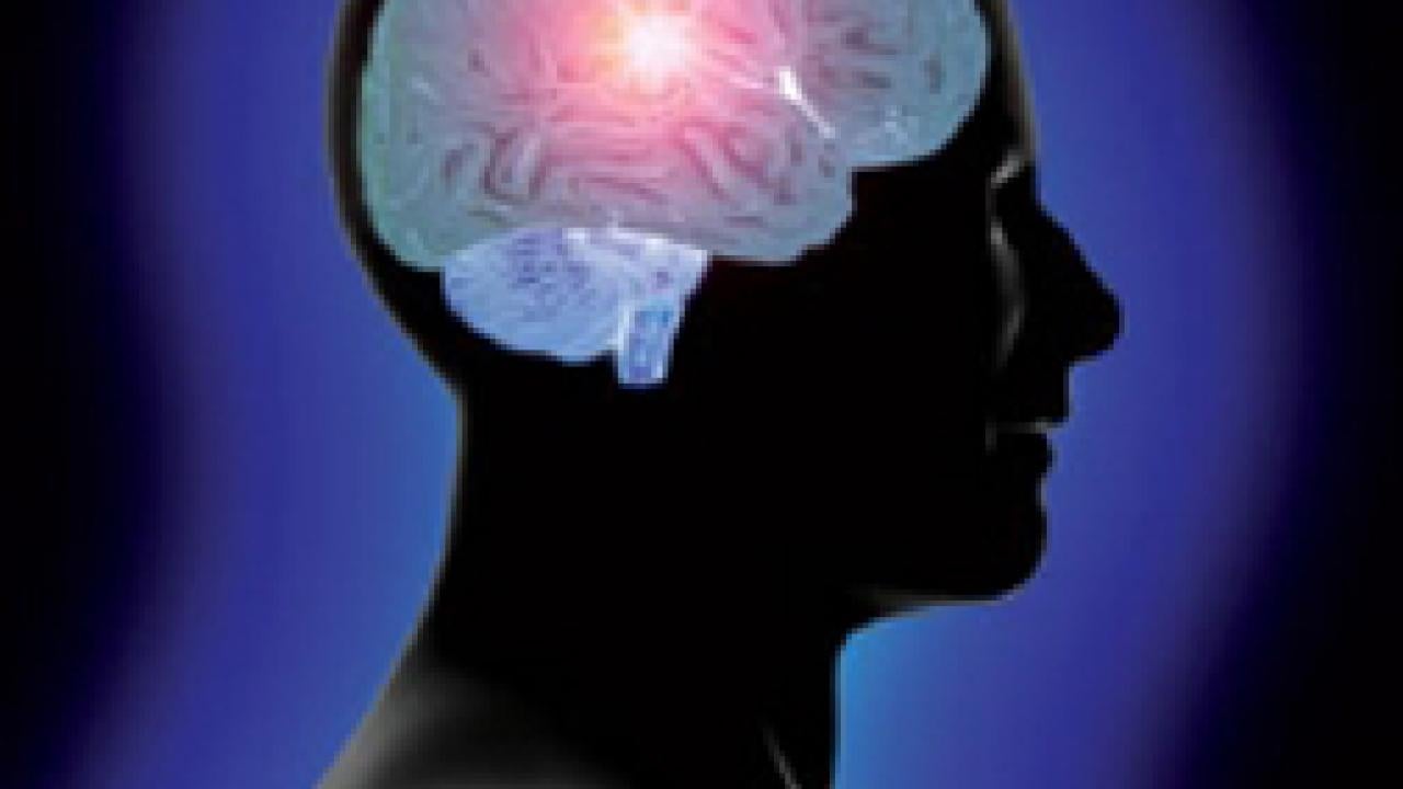 Drawing of the brain