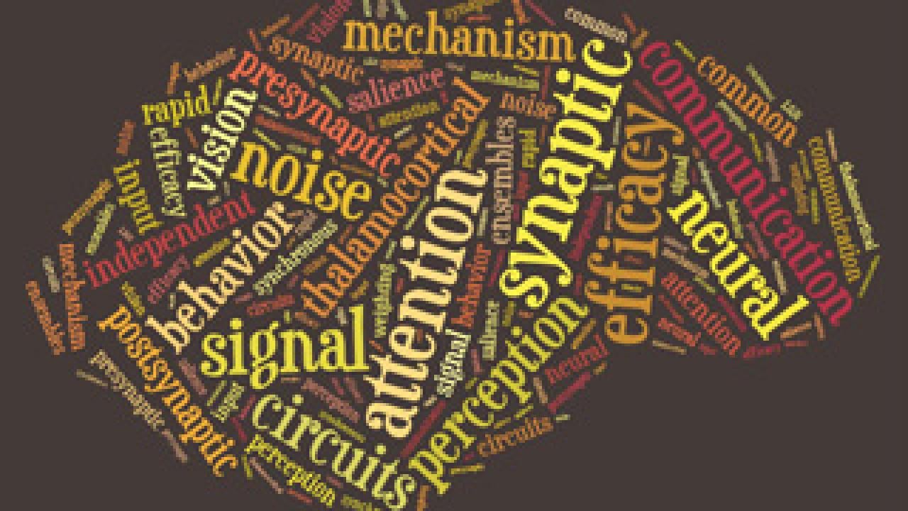 Our brains cope with many distractions. New UC Davis research shows what happens in the brain as we pay attention to an object. 