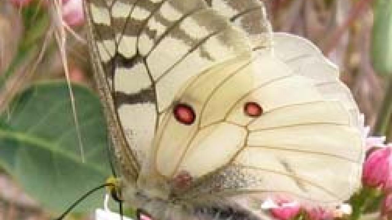 The butterfly Clodius Parnassian: Parnassius clodius