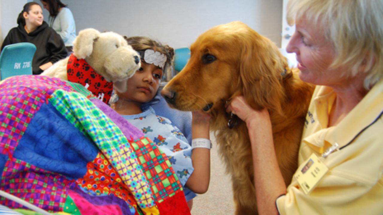 Photo: Cayenne, a golden retriever, with her owner, Kathy Ynclan, offers canine comfort to Risha Prasad at the UC Davis Children's Hospital. 