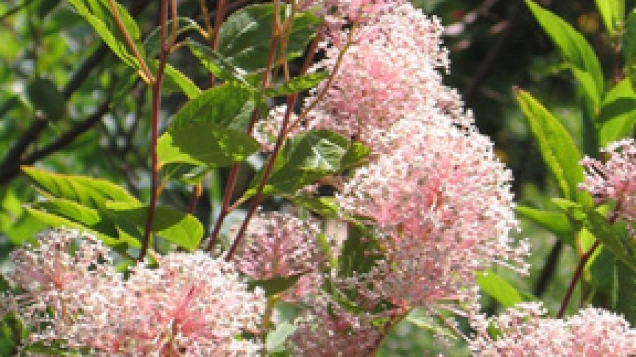 Another new Arboretum All-Star: Ceanothus Marie Simon 