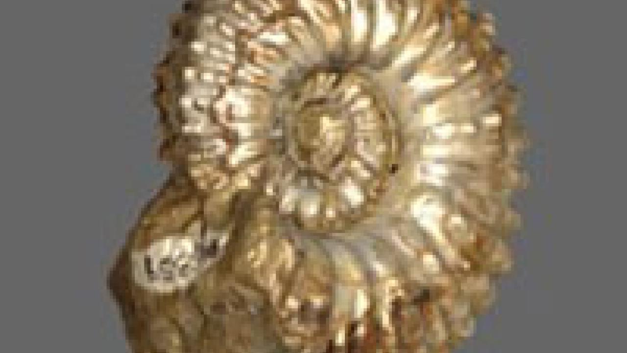 Photo: fossilized shell