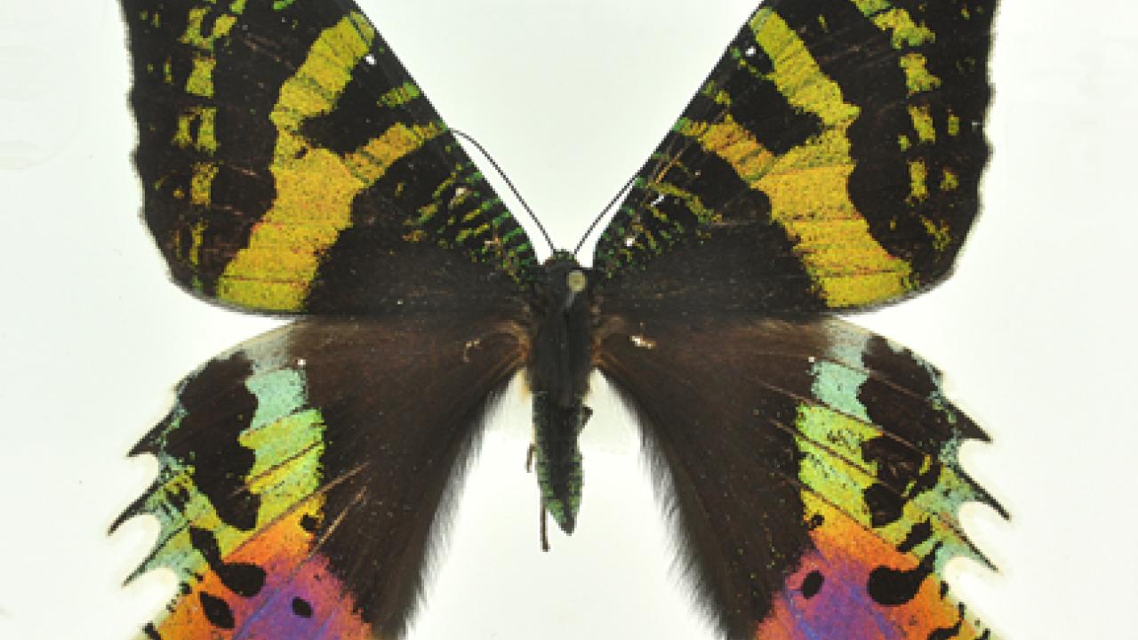 Photo: Chrysiridia rhipheus moth