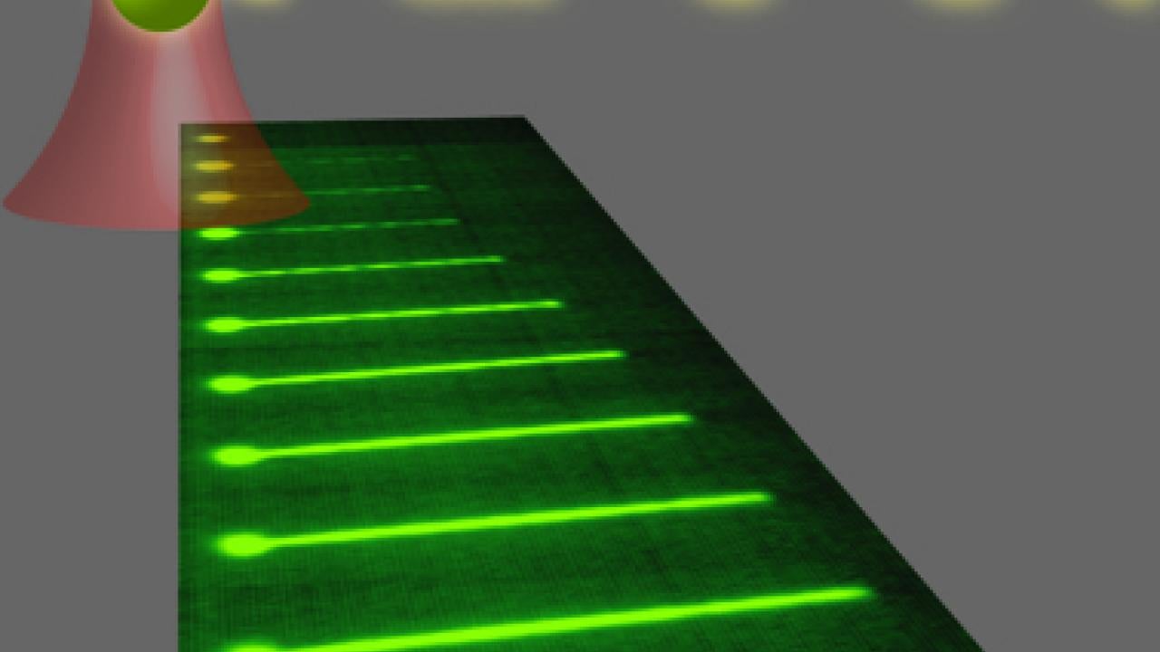 An optically trapped DNA molecule (top portion of this graphic depiction) assembles into a filament with molecules of the DNA repair protein, Rad51.