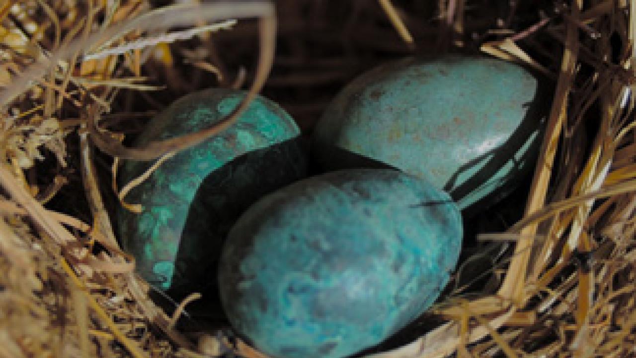 Handcrafted eggs, in a found nest, by Dede deGraffenried, in the In and of Itself exhibition at the Craft Center Gallery.