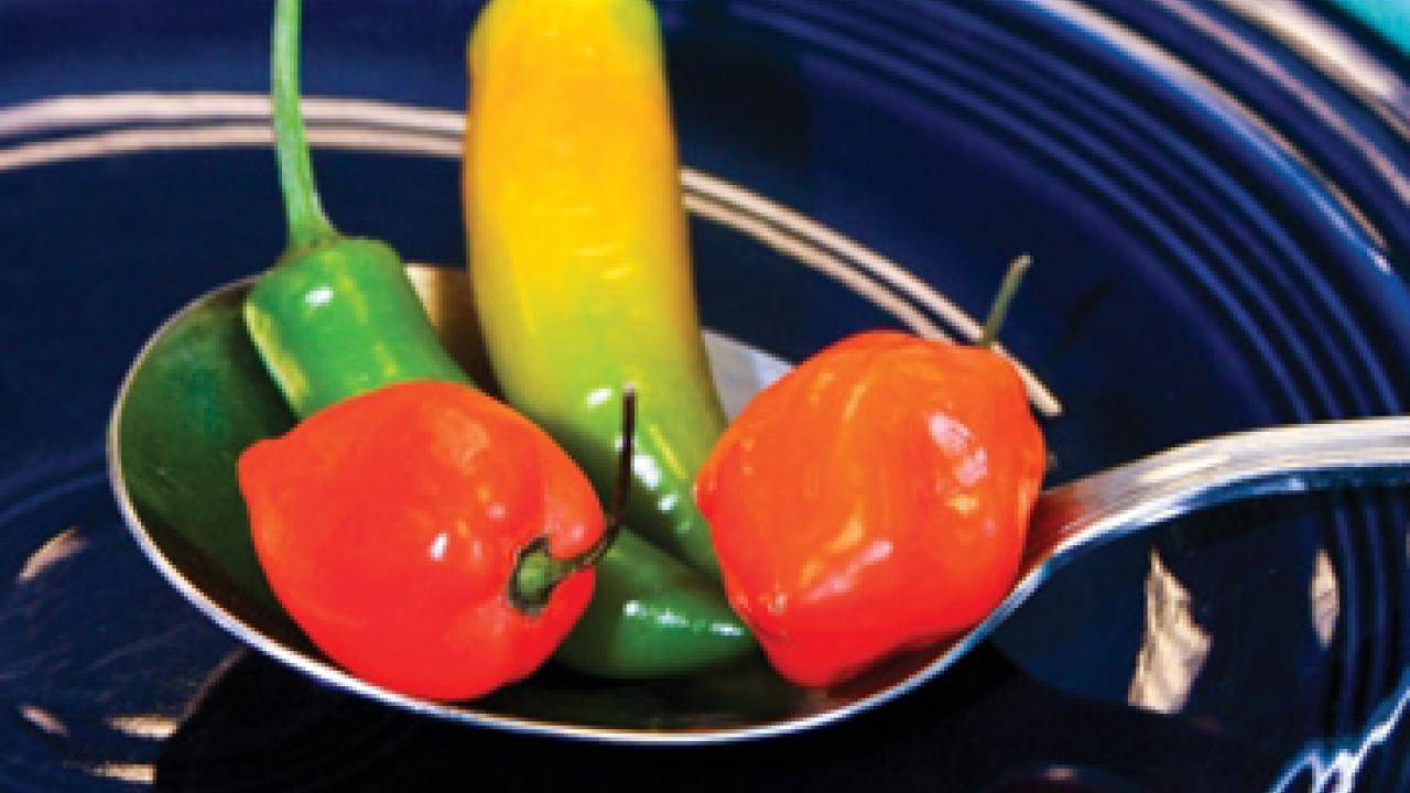 Graphic: Nuevo Latino Cuisine poster