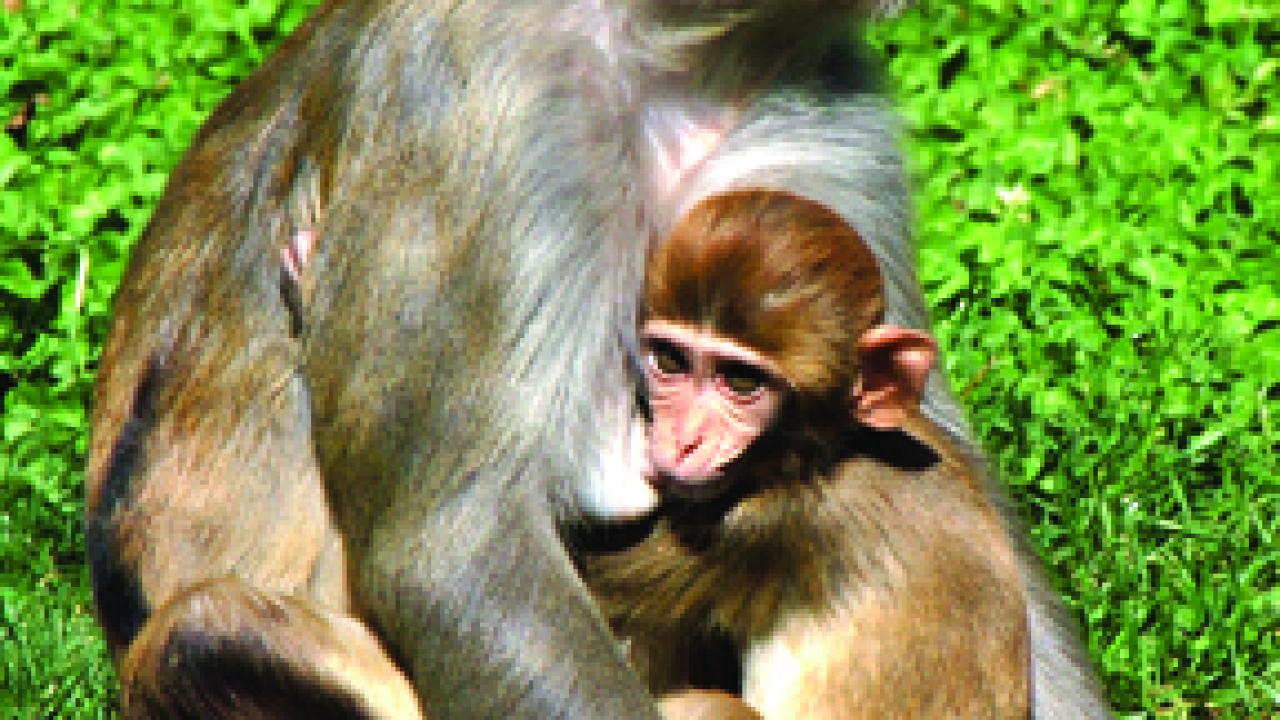 A rhesus macaque monkey nurses her offspring.