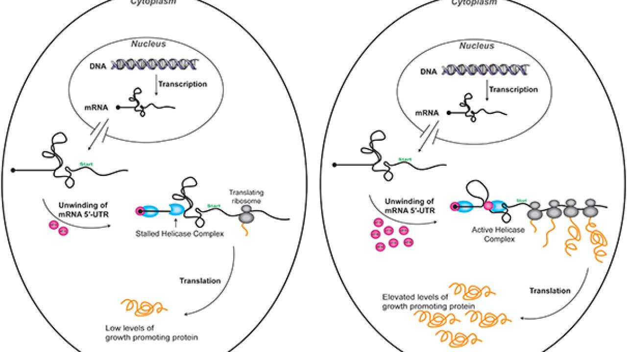 Graphic: Feoktiskova-Fraser research