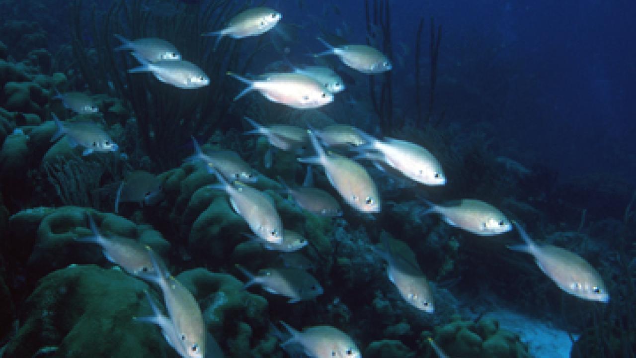 Brown chromises at a reef, with the fish perhaps drawn there by a plume of scent. The fish do not smell food; instead, they "listen" to the plume.