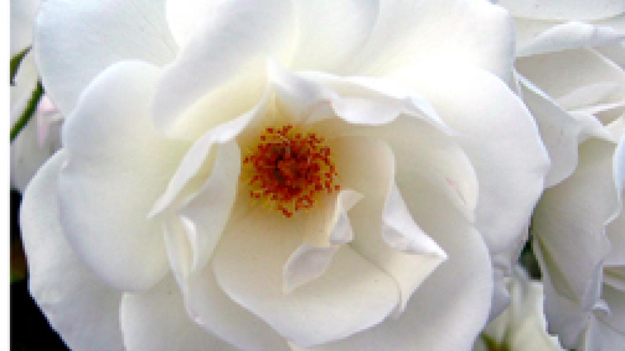 Arboretum All-Star: Rosa iceberg