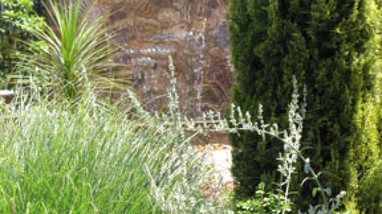Look beyond the golden Italian cypress tree to see the garden&rsquo;s 10-foot-high rock wall and waterfall.