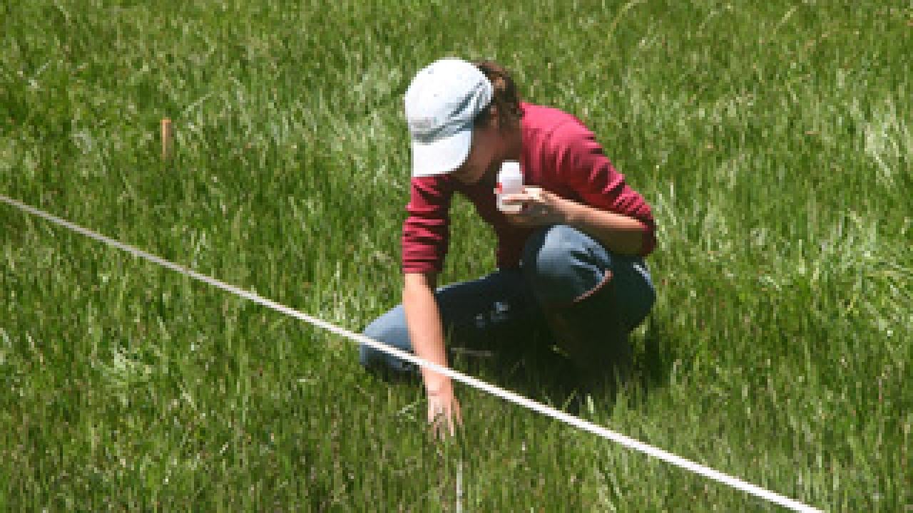 UC Davis scholar taking a water sample