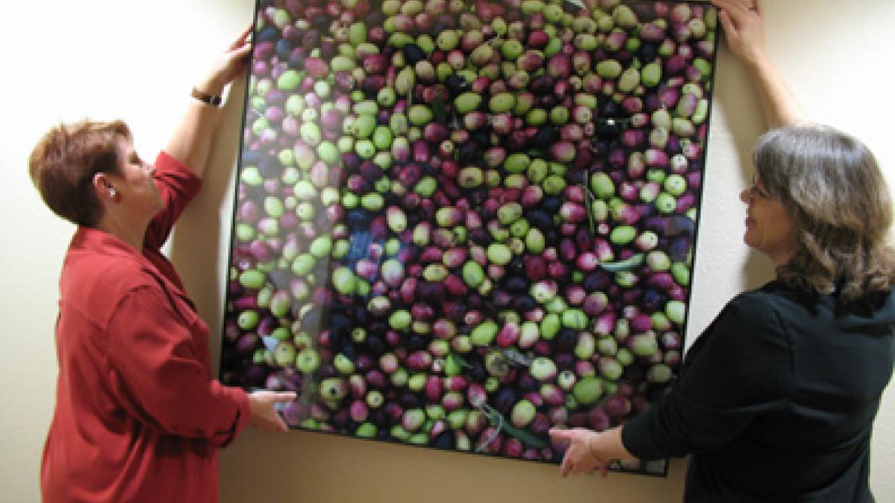Sue Norris and Charlotte Delaire-Meyers of Student Affairs Design Services hang new artwork -- a photo of UC Davis olives -- in the Gunrock Pub.