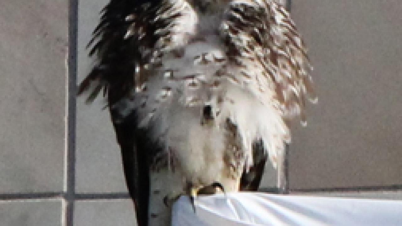 Photo: A hawk atop the scaffolding on the west side of the Mondavi Center for the Performing Arts.