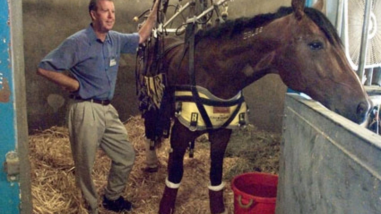 Professor John Madigan explains the Anderson sling, shown in use in the intensive care unit at the Veterinary Medicine Teaching Hospital  on July 31.