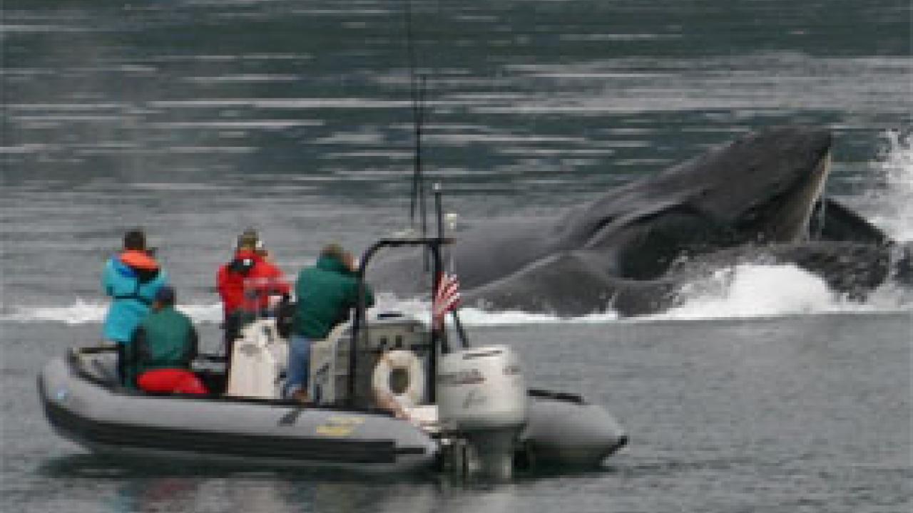 Photo: four people in a boat facing a surfacing whale