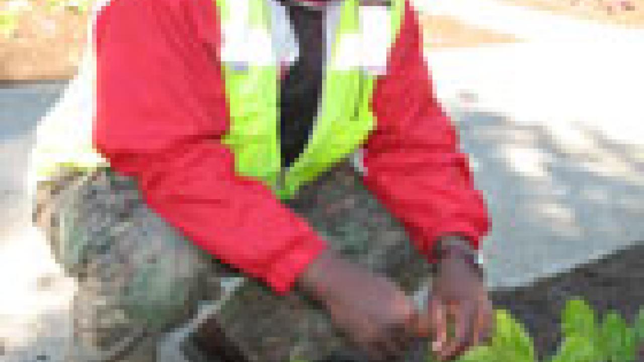 Garden specialist Elias Mbvukuta shows off the Swiss chard that the grounds division planted recently in the edible landscaping outside the Plant and Environmental Sciences Building. The winter crop also includes beets and red onions.
