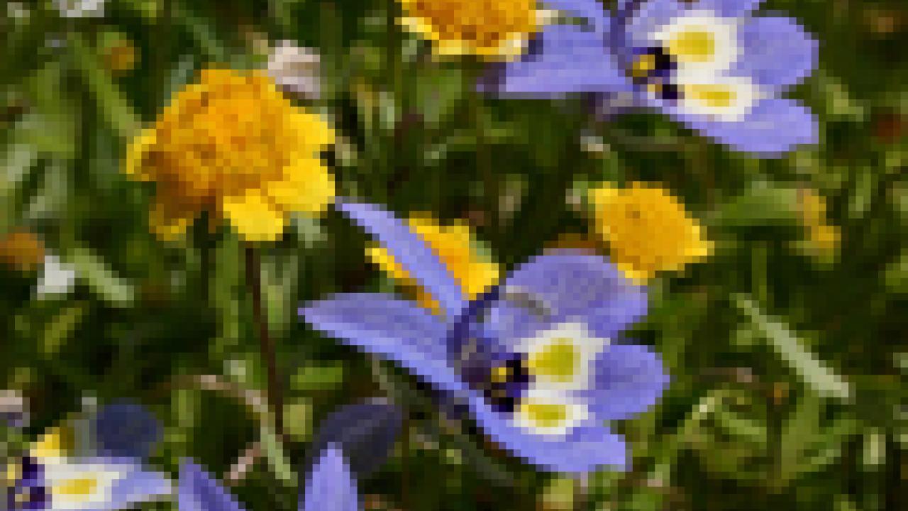 Wildflowers at the Jepson Prairie Reserve