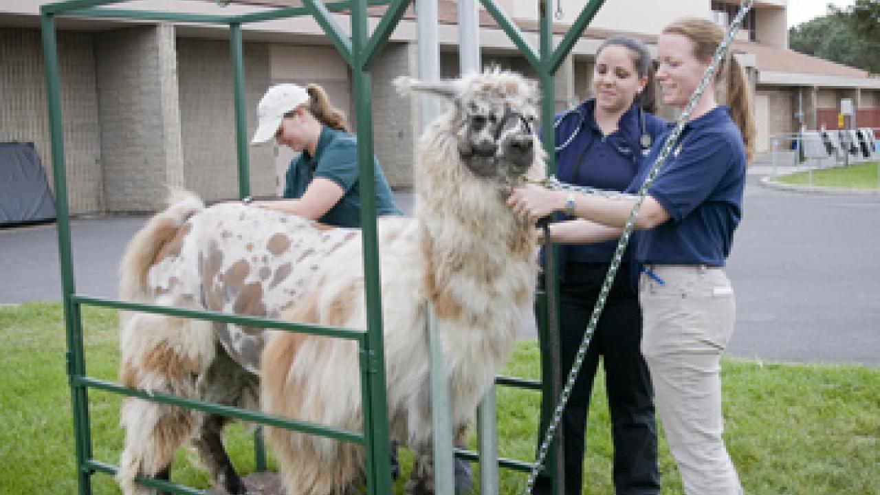 Veterinary students Vanessa Gant Bradley and Maria Collins join Professor Julie Dechant tending to Mona, safely restrained in a new llama chute.