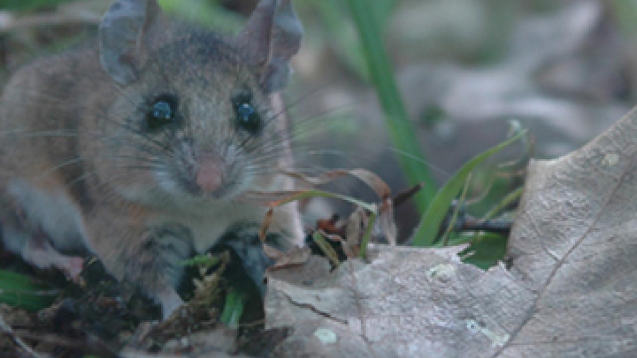 An adult brush mouse at UC&rsquo;s Quail Ridge Reserve near Lake Berryessa west of Davis.