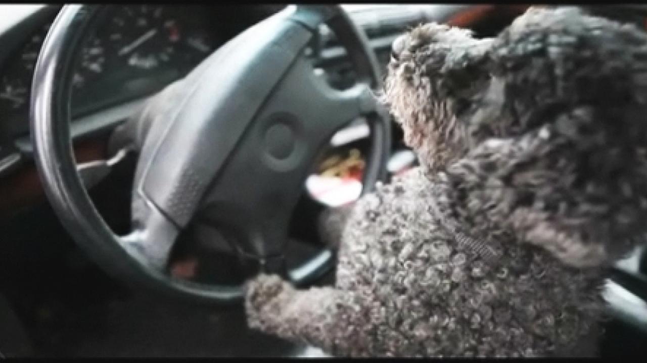 Image from film: "Ollie Goes to Davis"