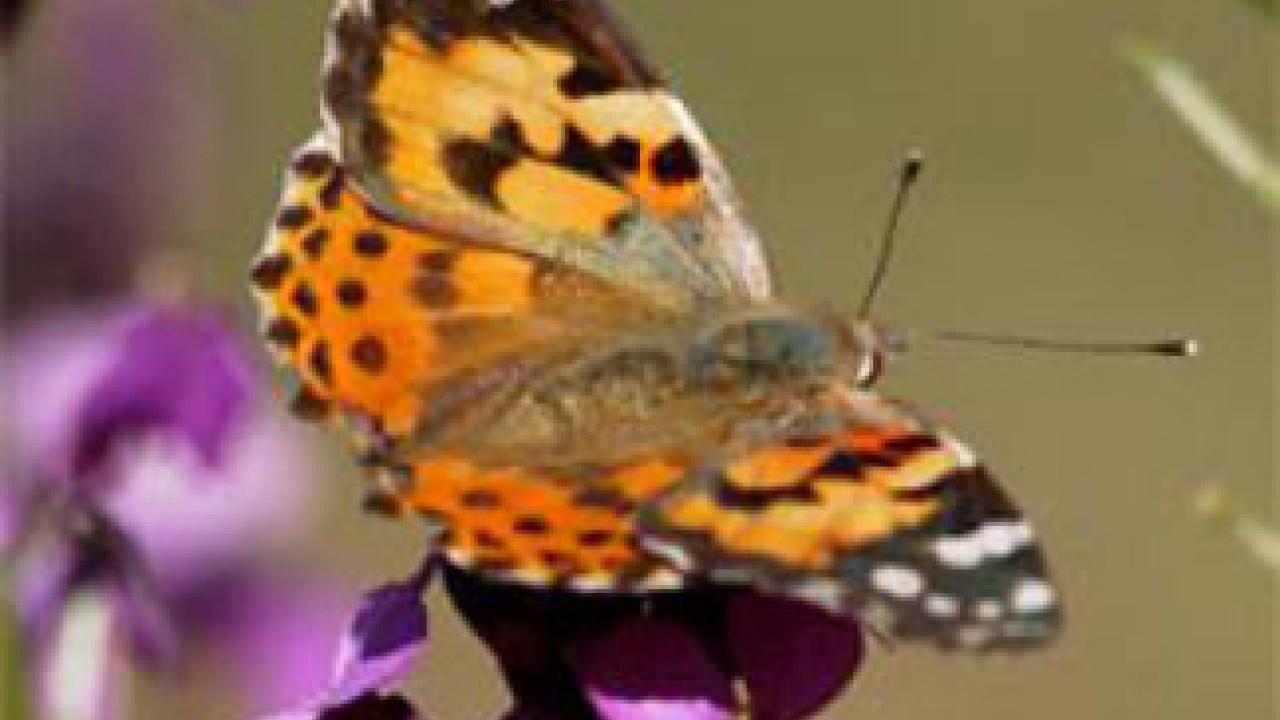 Painted lady butterfly in the UC Davis Arboretum.