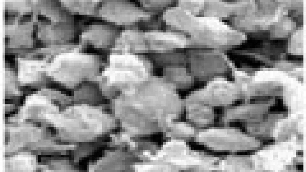 Magnified photo showing rehydrated platelets (at the cell level).