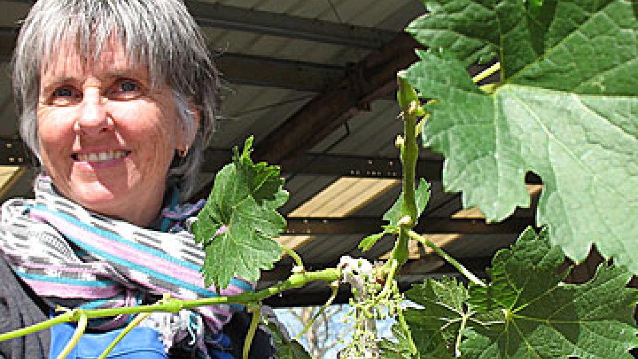 Photo: Elizabeth Coss fingering grape leaf on table.