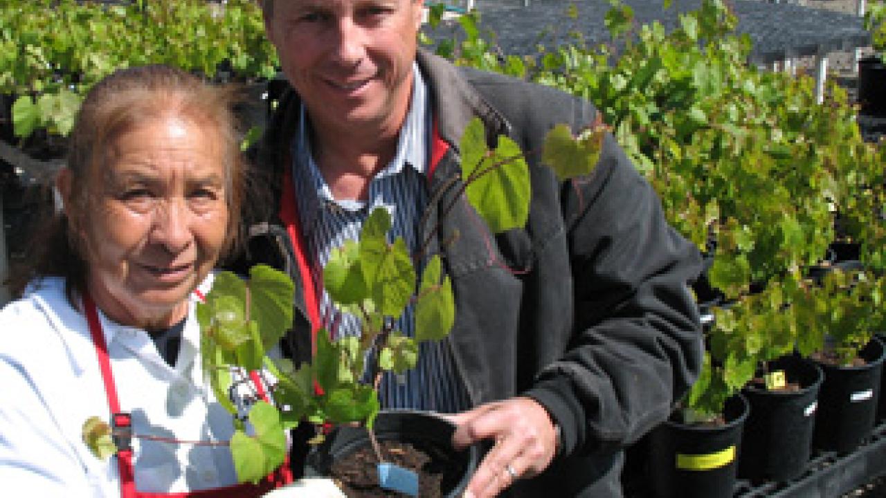 Connie Lopez of Foundation Plant Services delivers one of the new rootstocks to nurseryman Jim Pratt.