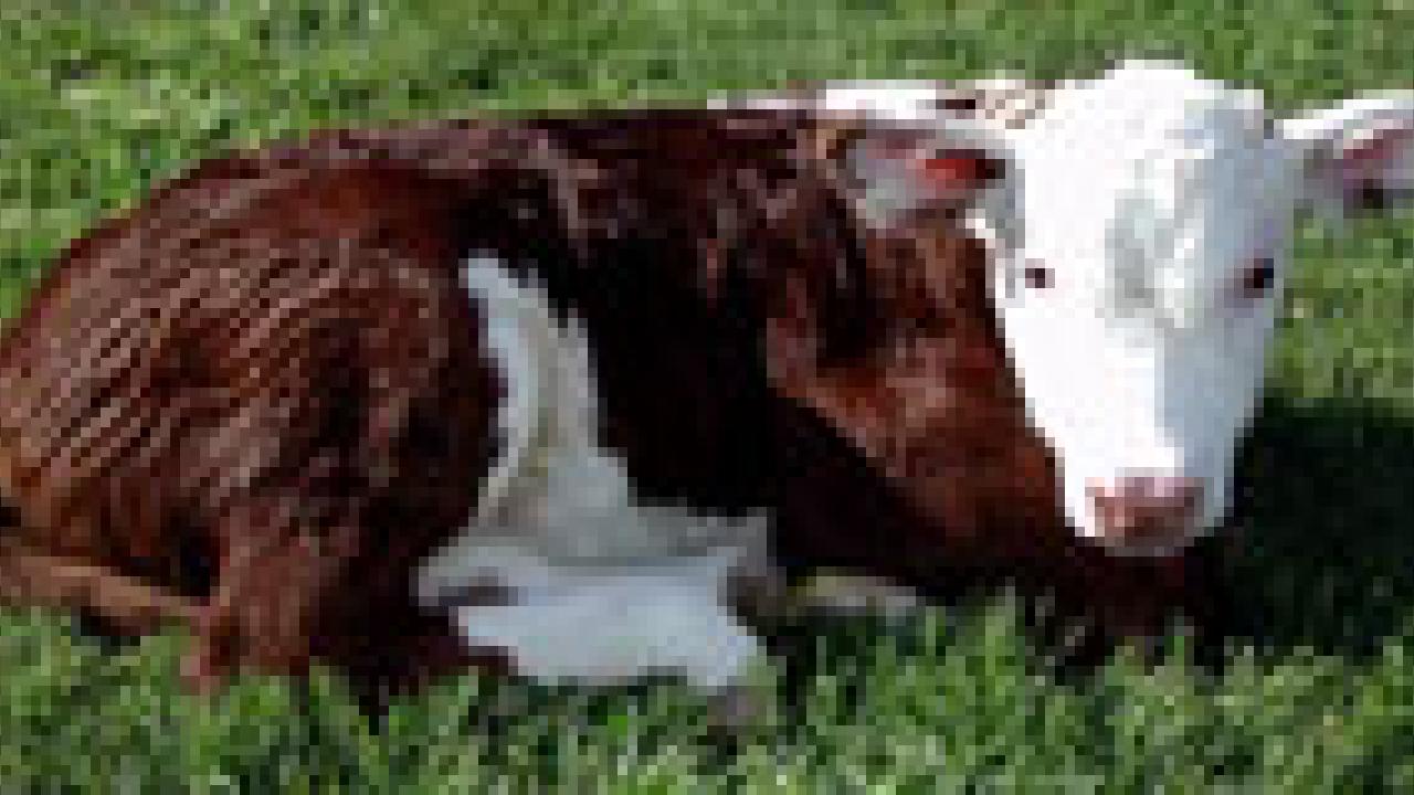 Photo of a calf lying on the grass looking at the camera.