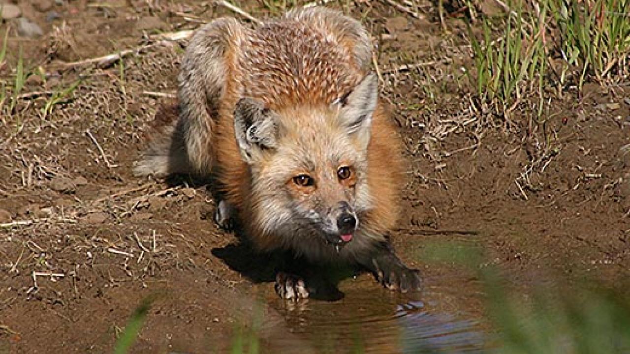 Fox at water's edge