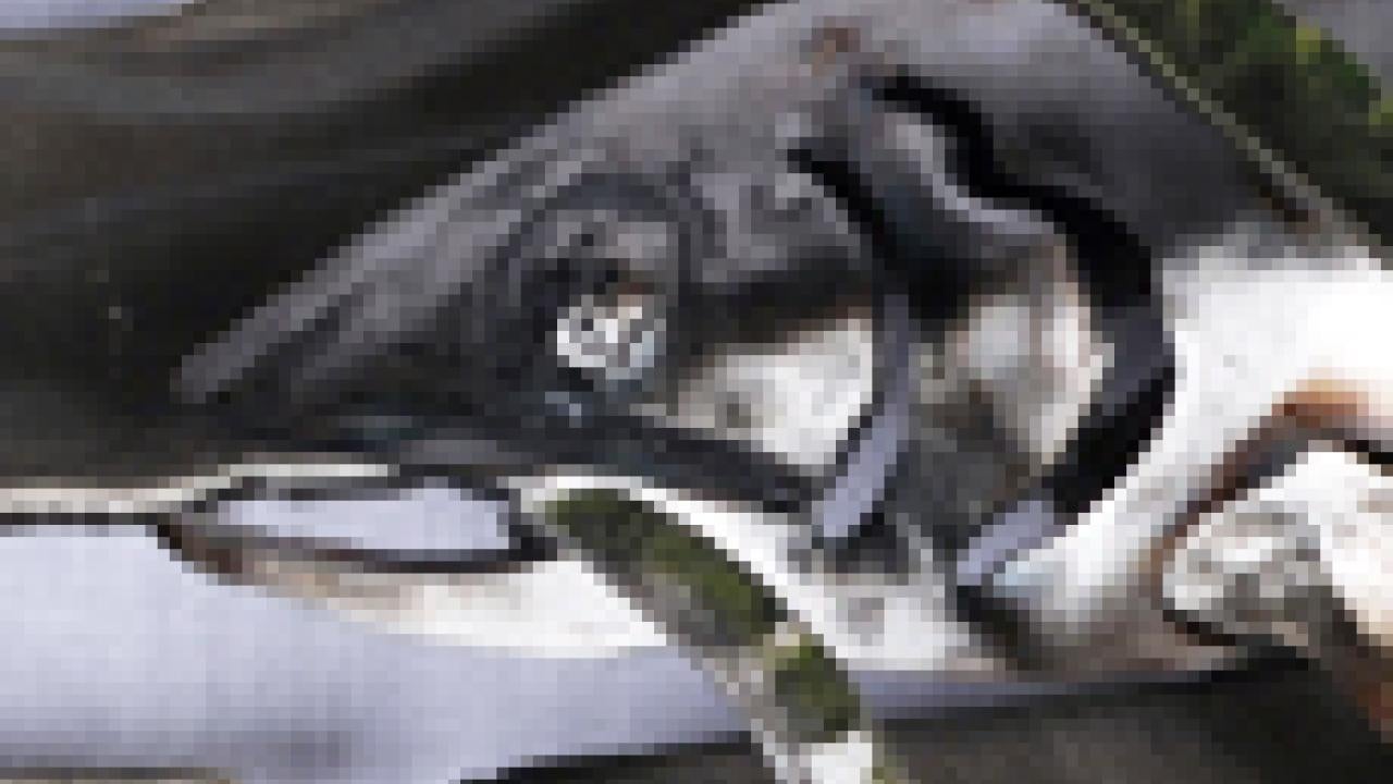 Photo: Anne Compton's school of fish (portion)