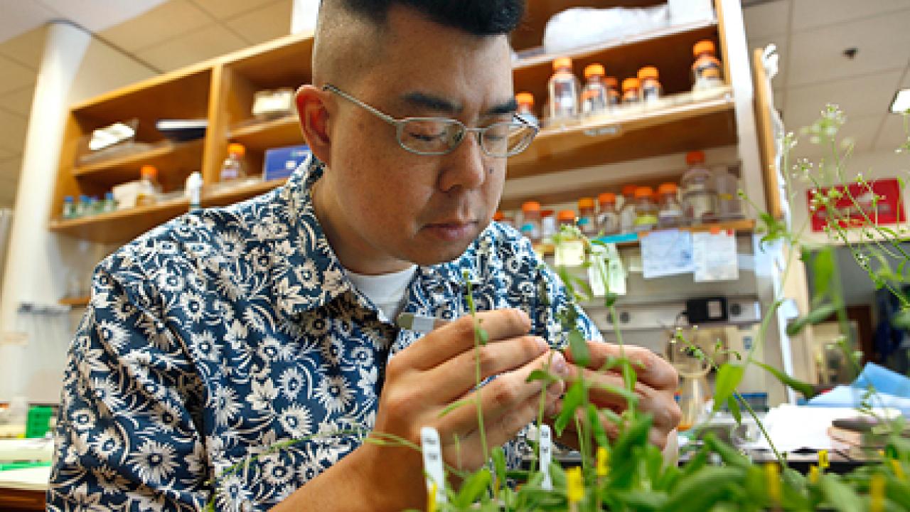 Simon Chan inspecting plants