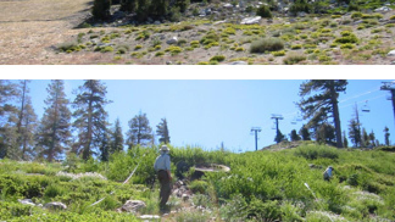 A graded ski run and a cleared ski run