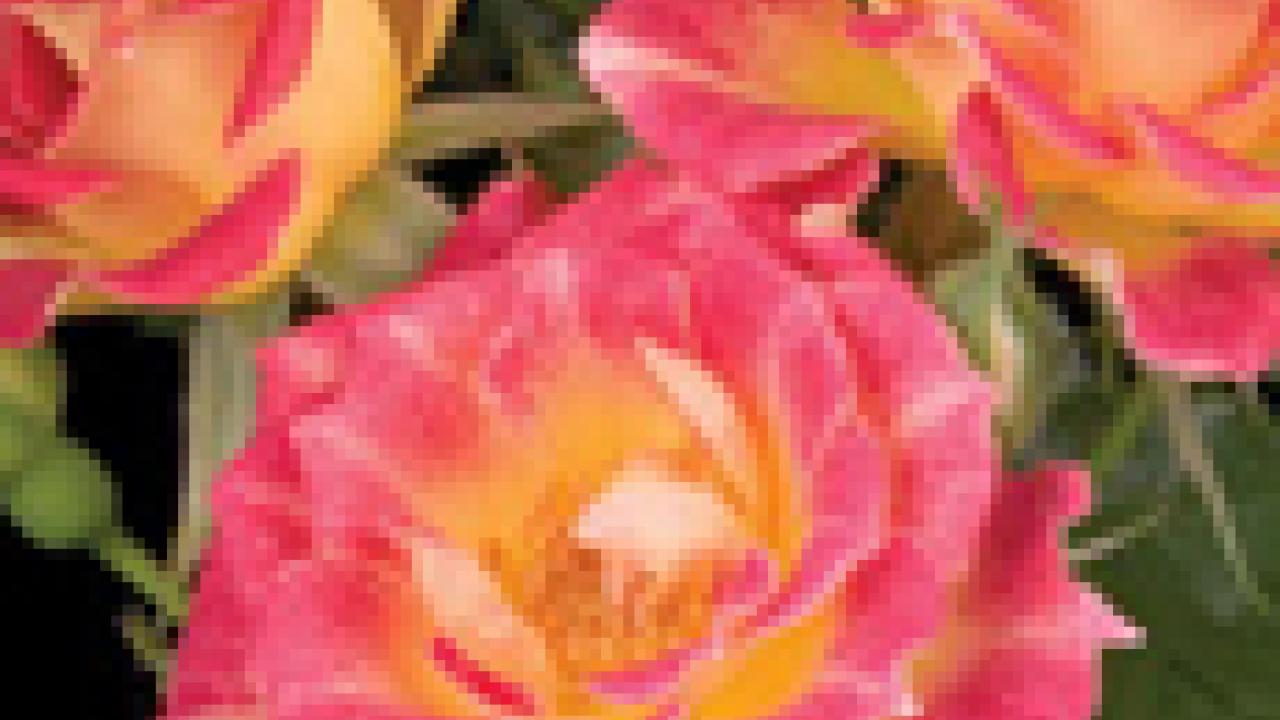 Photo: Tiddly Winks roses