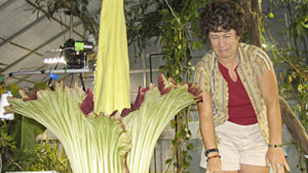 Kelley Torres, with the Information Center for the Environment, reacts strongly to Tabatha&rsquo;s odor on Aug. 13 &mdash; when the plant was smelling its most &ldquo;corpse&rdquo;-like.