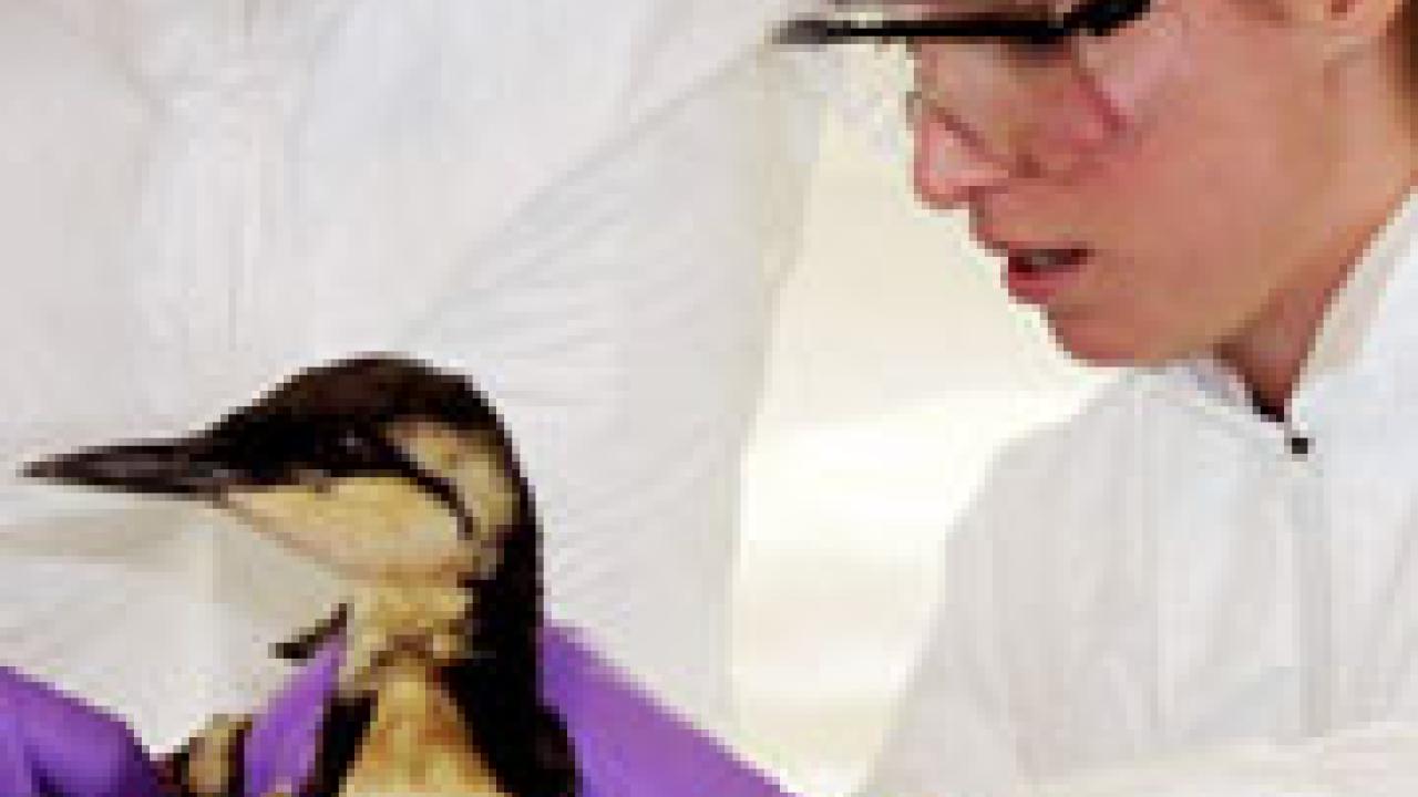 Veterinarian Chris Kreuder examines a common murre that was caught in the oil spill. (Nancy Ottum/Wildlife Health Center photo)