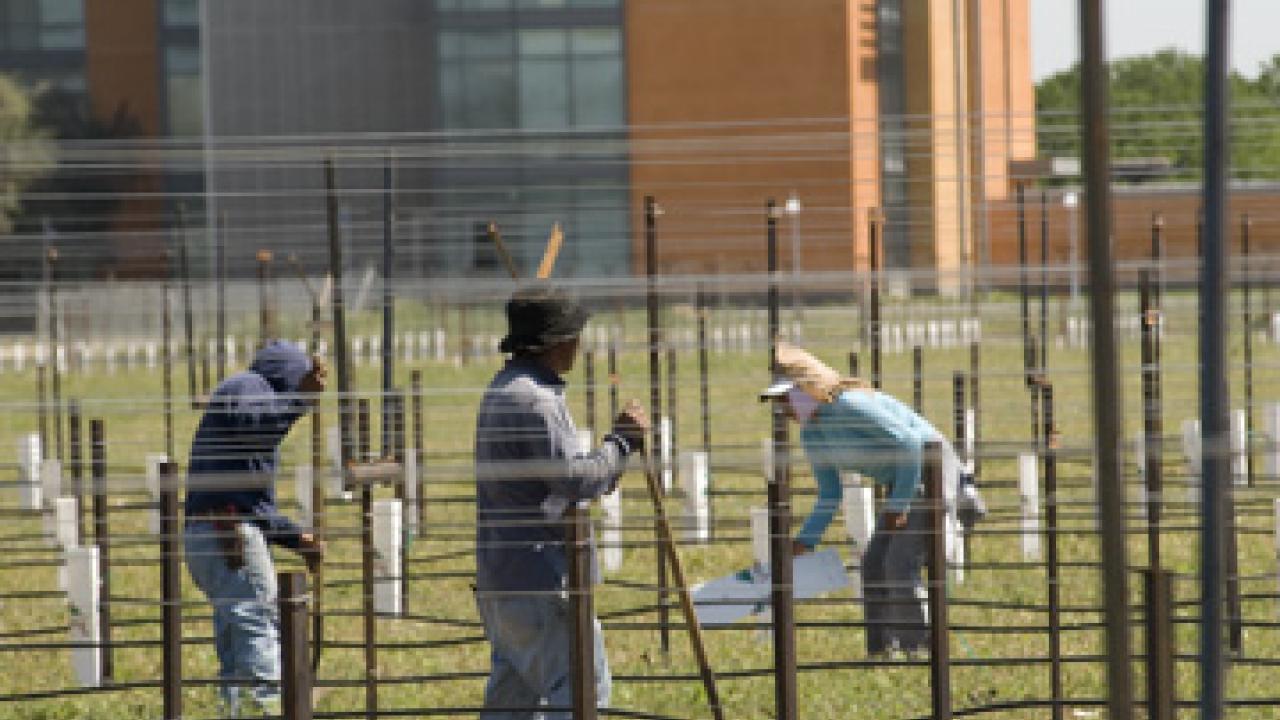 A labor crew plants rootstock in UC Davis new vineyard, adjacent to the Robert Mondavi Institute for Wine and Food Science.