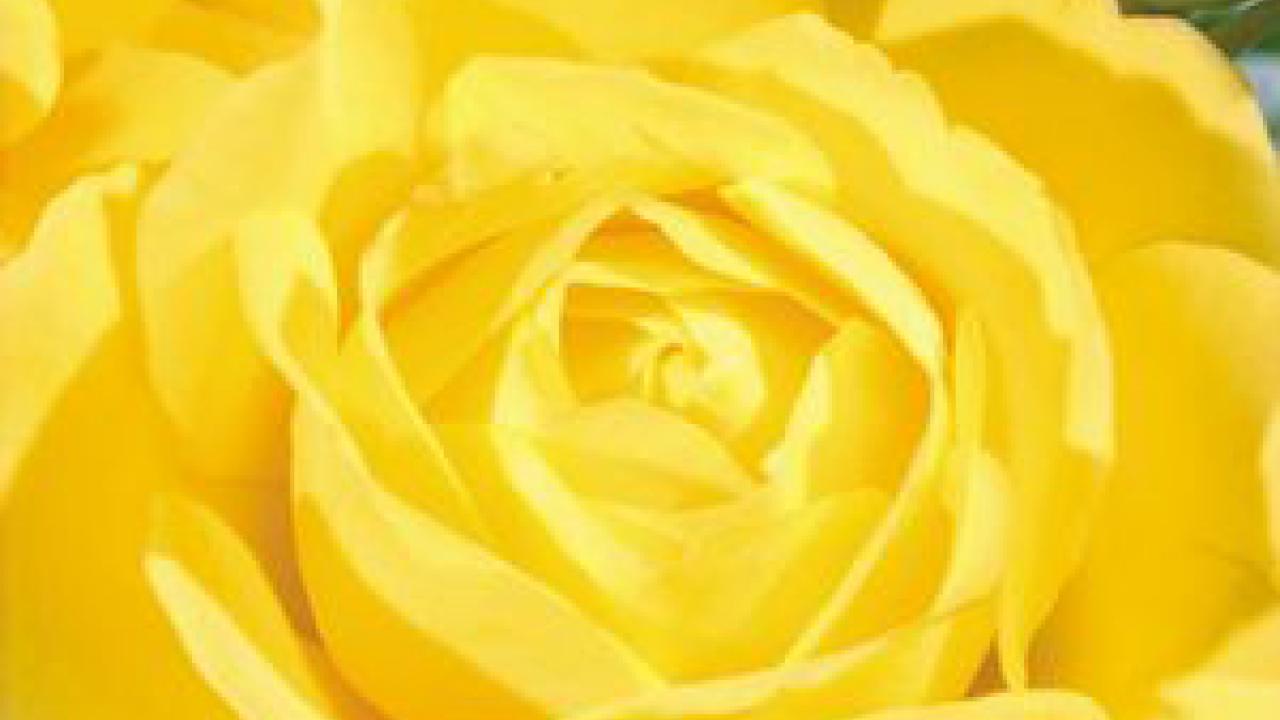 Photo: Walking on Sunshine, a floribunda from the rose sale catalog